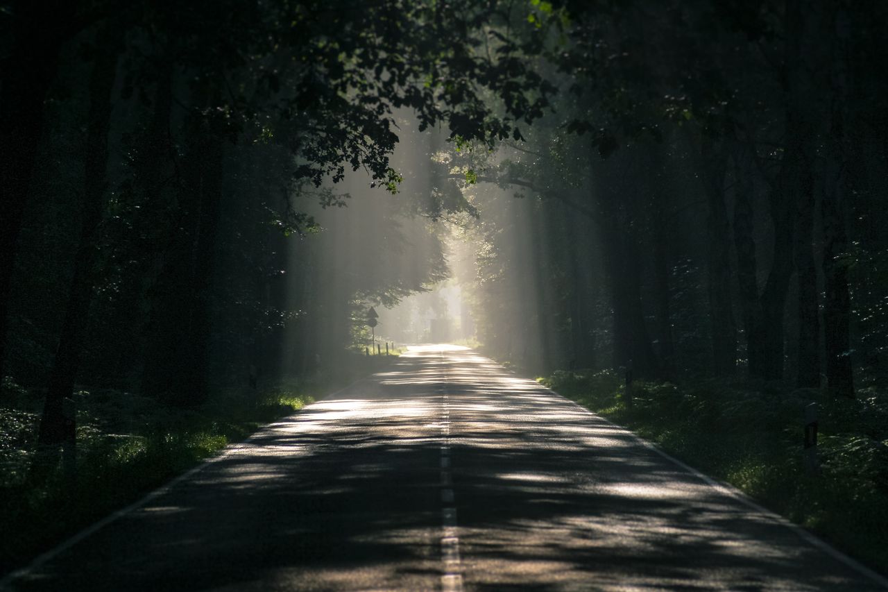 tree, sunlight, darkness, plant, light, forest, nature, the way forward, morning, land, road, shadow, beauty in nature, footpath, environment, no people, transportation, tranquility, fog, outdoors, diminishing perspective, landscape, scenics - nature, vanishing point, woodland, mist, sunbeam, tranquil scene, green, non-urban scene