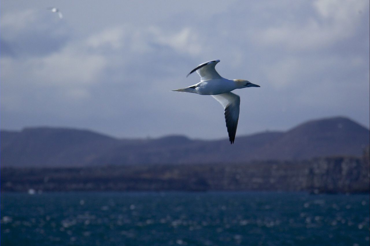 Northern Ganet. Sea Bird Fauna Bird Animals In The Wild Nature Sea Animal Themes Water One Animal Flying Animal Wildlife No People Outdoors Beauty In Nature Spread Wings Mid-air Wildlife Nature Animal Seabird