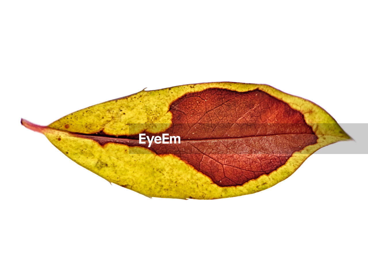 CLOSE-UP OF YELLOW MAPLE LEAF AGAINST WHITE BACKGROUND