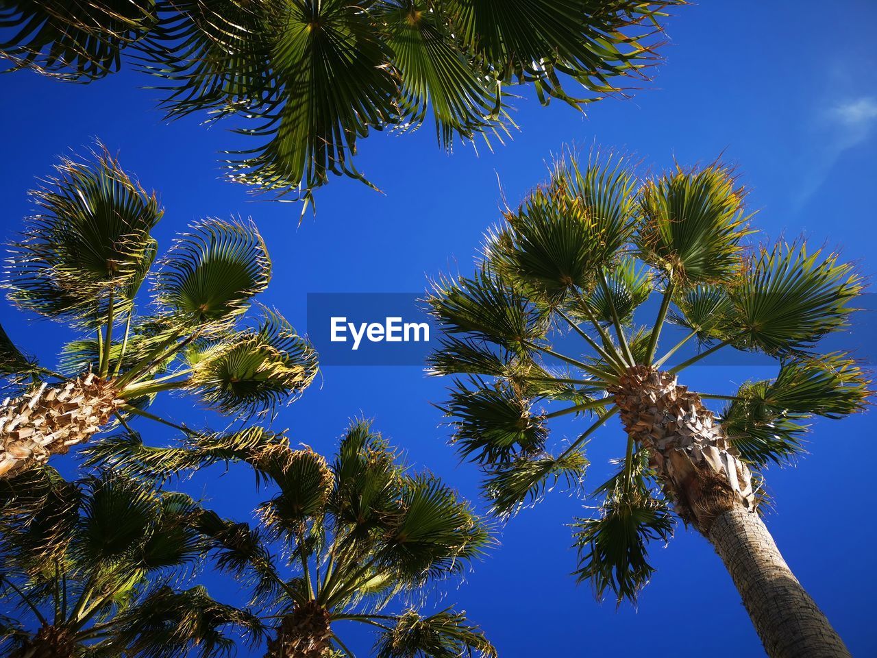 LOW ANGLE VIEW OF COCONUT PALM TREE AGAINST BLUE SKY