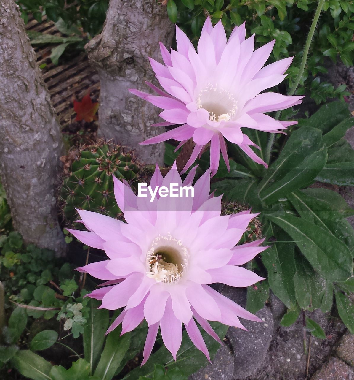 Close-up of purple flower