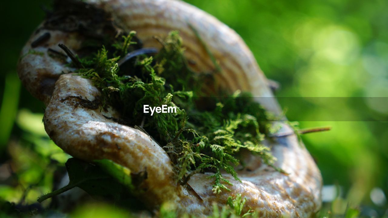Close-up of moss growing on mushroom cap