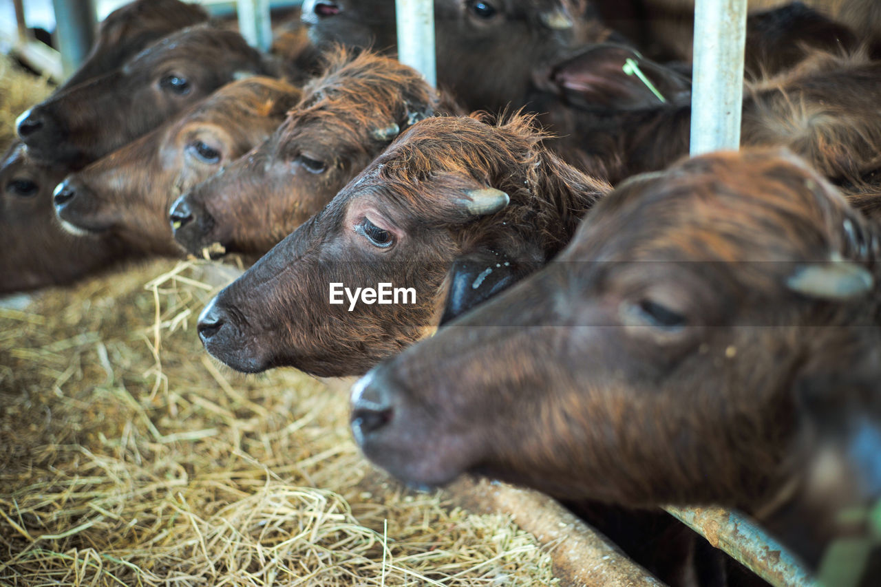 Selective focus on head of diary cows in farm