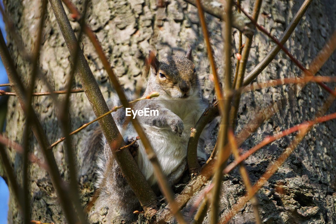 CLOSE-UP OF AN ANIMAL ON TREE