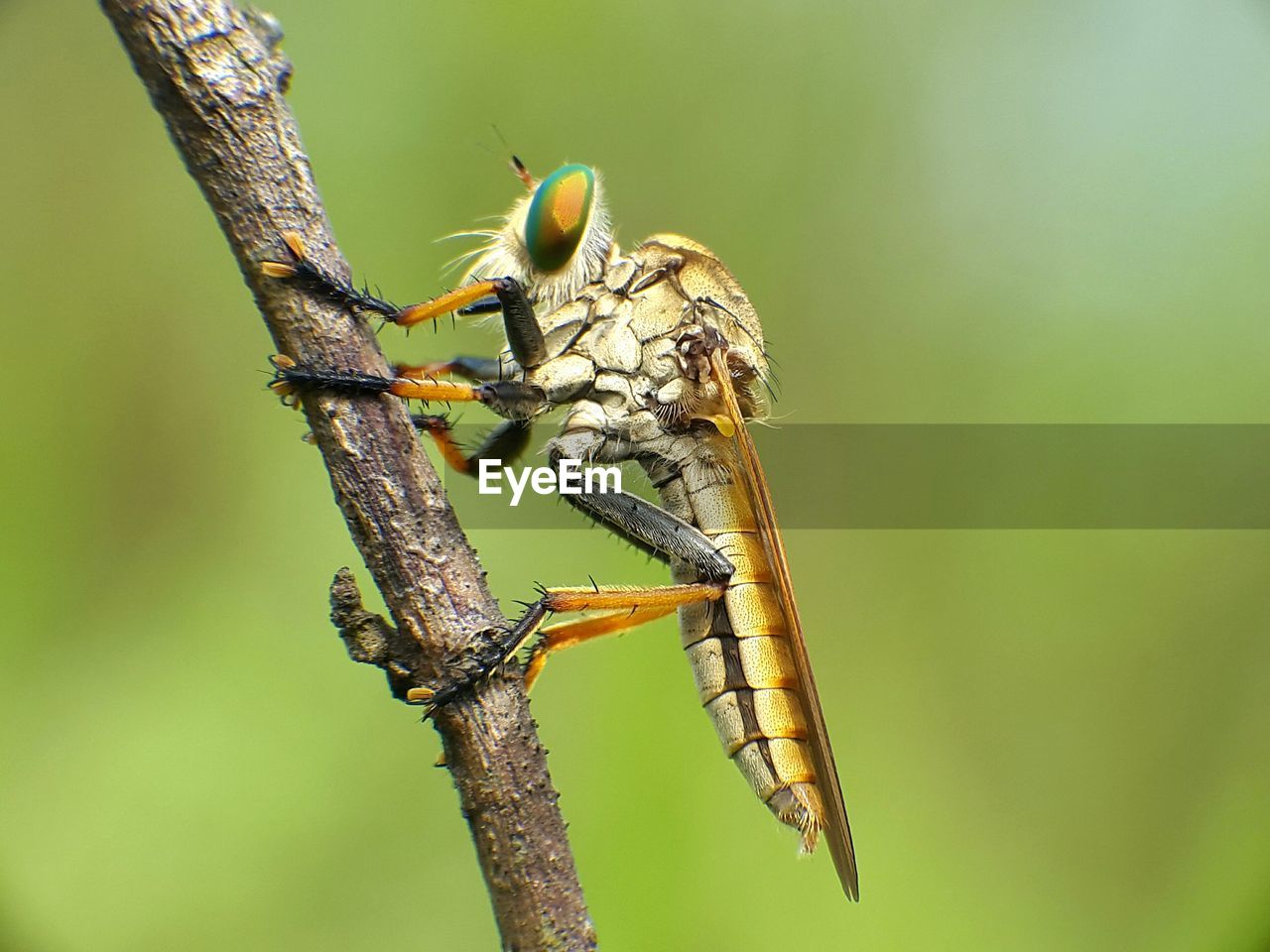 CLOSE-UP OF INSECT ON STEM