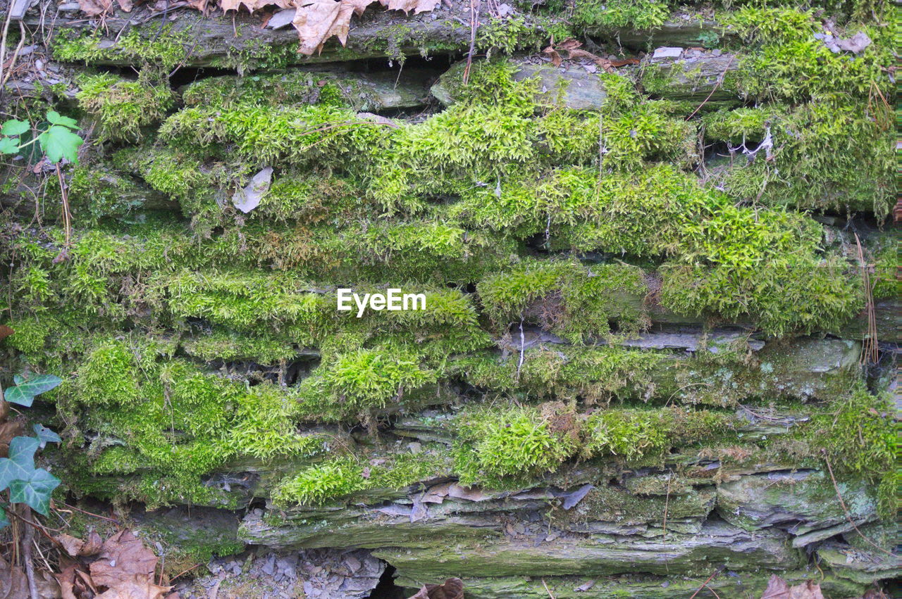 CLOSE-UP OF PLANTS GROWING BY MOSS IN FOREST