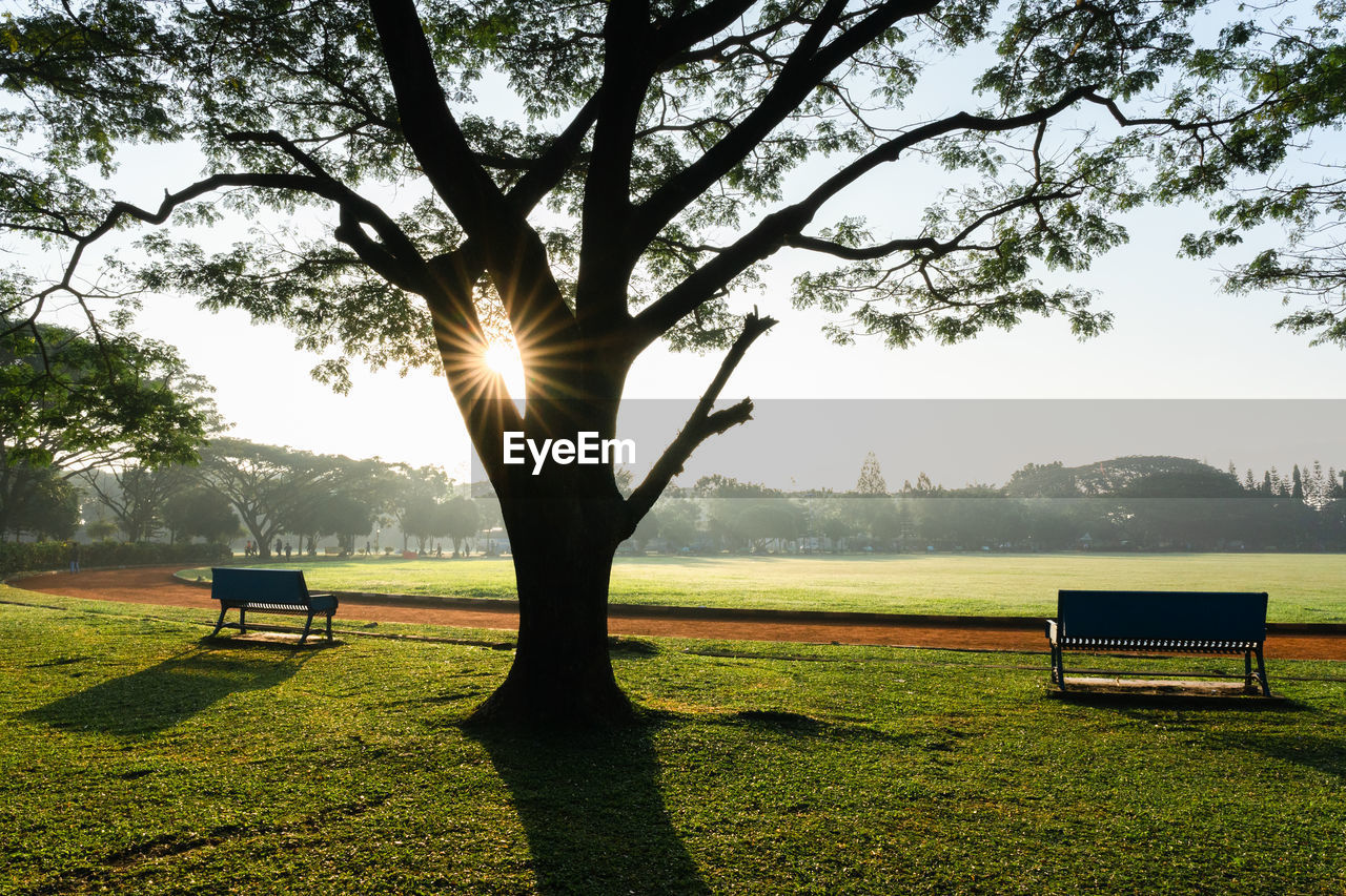 plant, tree, grass, bench, nature, sunlight, seat, morning, sky, tranquility, beauty in nature, park, tranquil scene, furniture, sun, scenics - nature, sunbeam, park bench, park - man made space, meadow, green, lens flare, landscape, leaf, shadow, no people, field, environment, land, outdoors, day, growth, rural area, back lit, tree trunk, absence, sports, idyllic, trunk, flower, lawn, branch