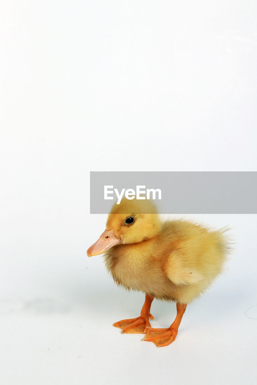 Baby duck on white background