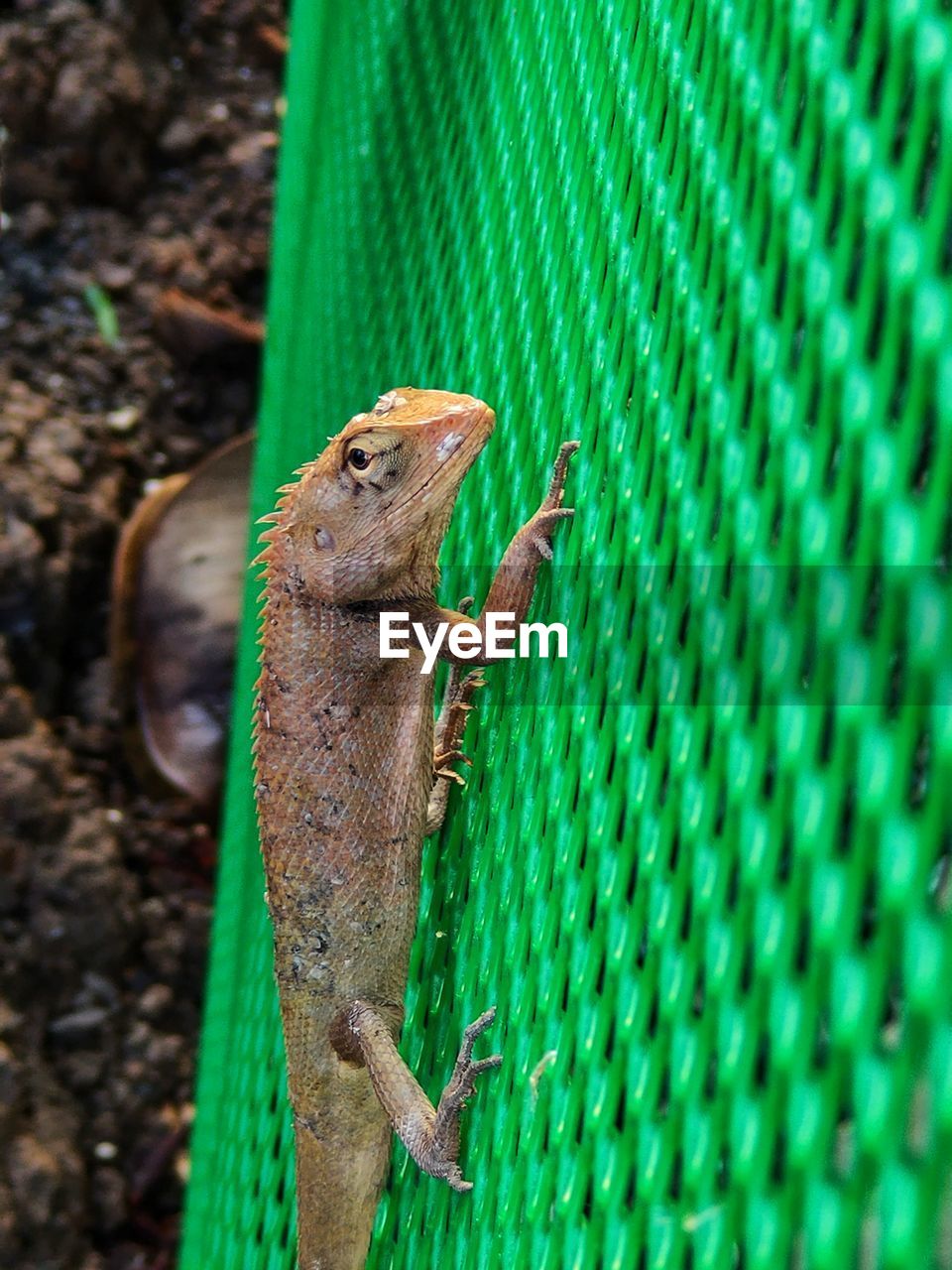 Close-up of a lizard