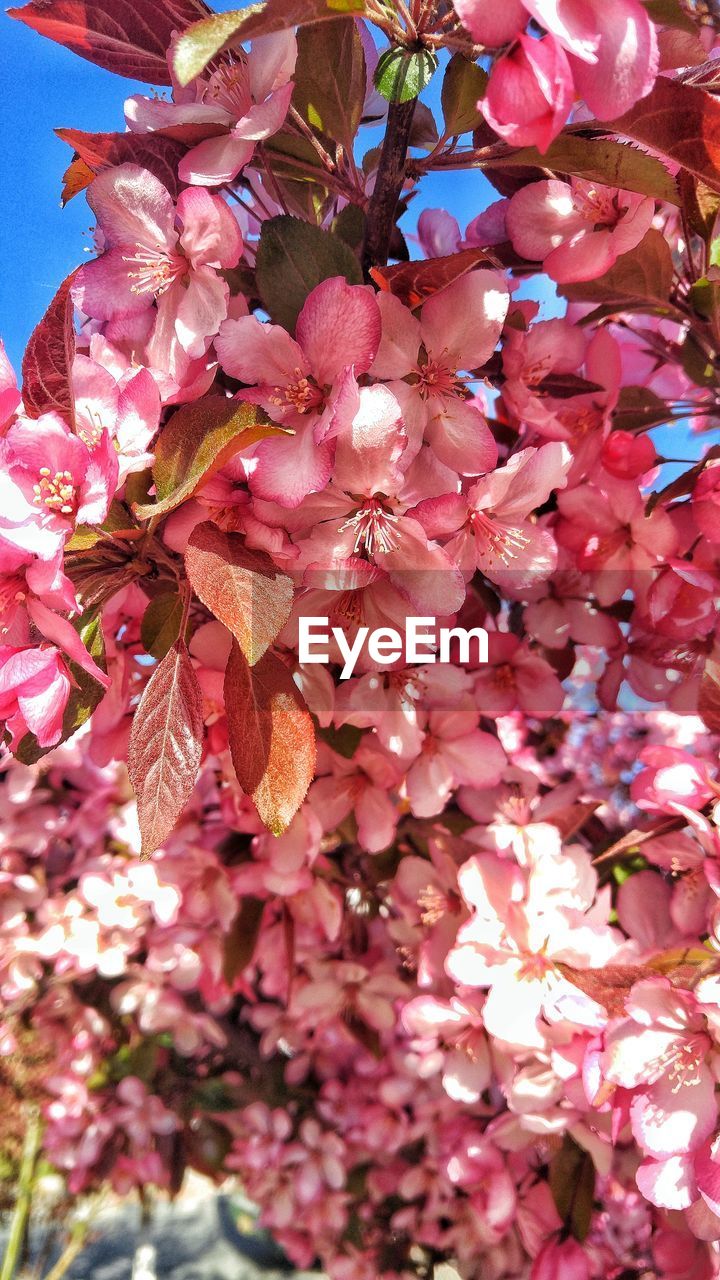 LOW ANGLE VIEW OF CHERRY TREE