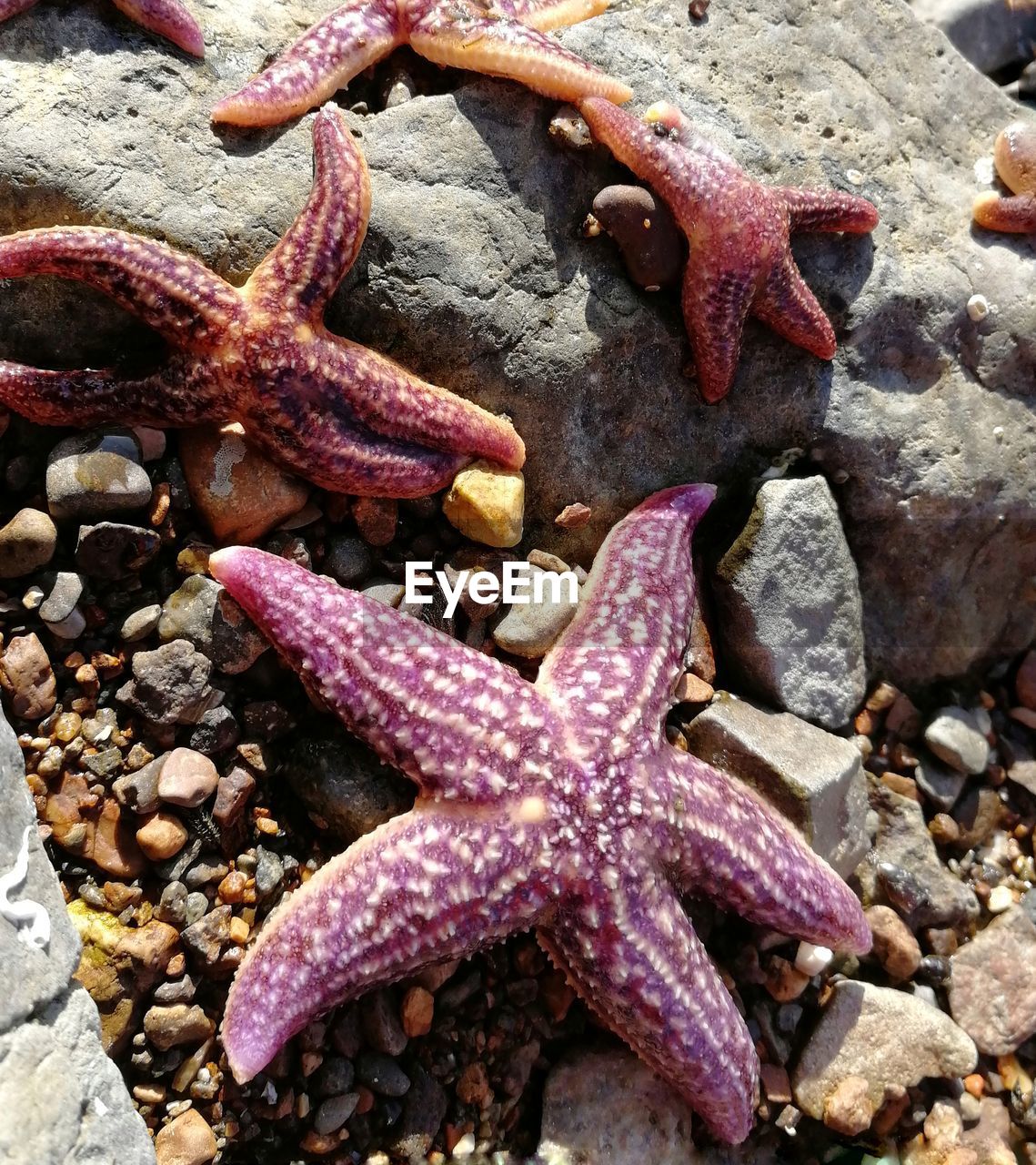 CLOSE-UP OF CRAB ON ROCKS