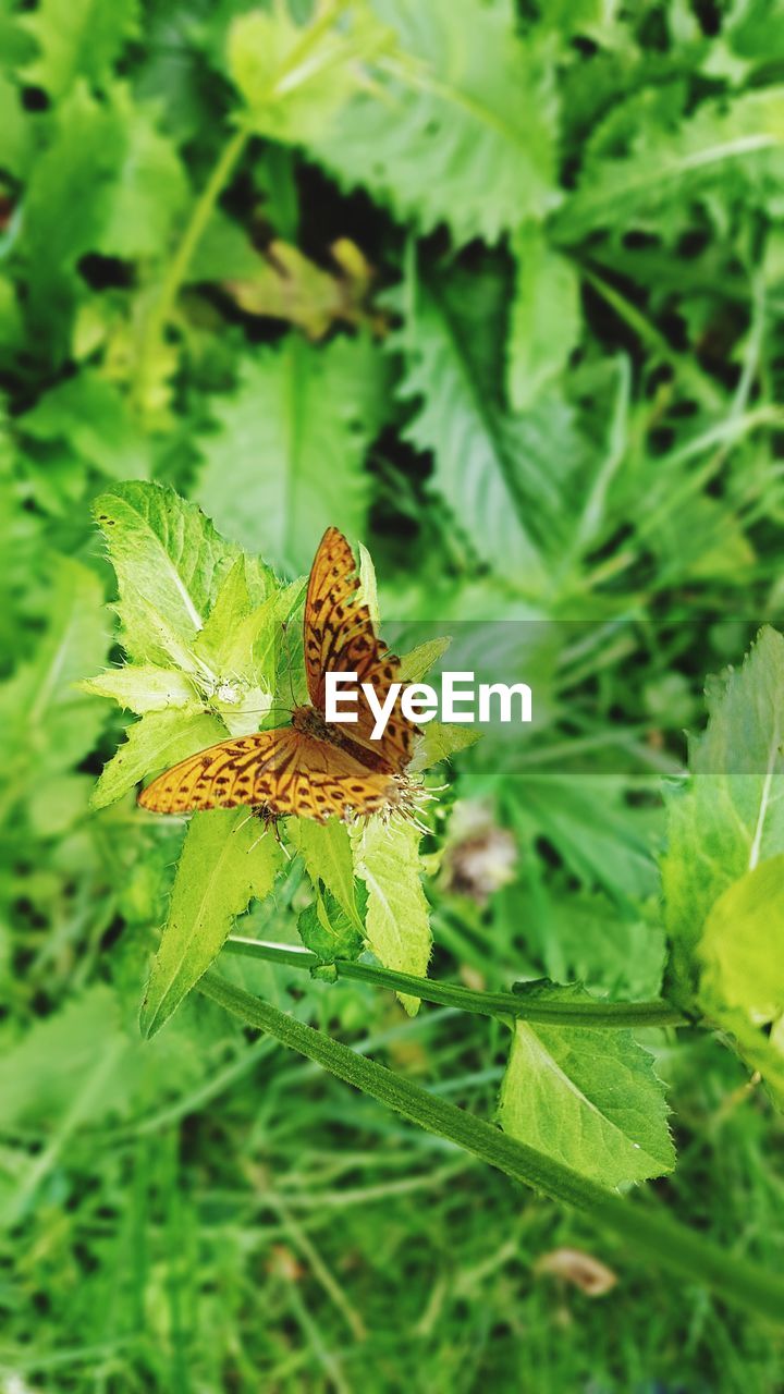 BUTTERFLY ON LEAVES