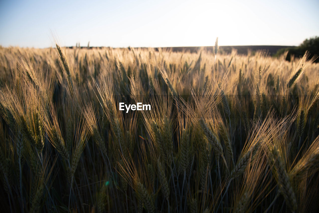 Close-up of wheat growing on field against sky