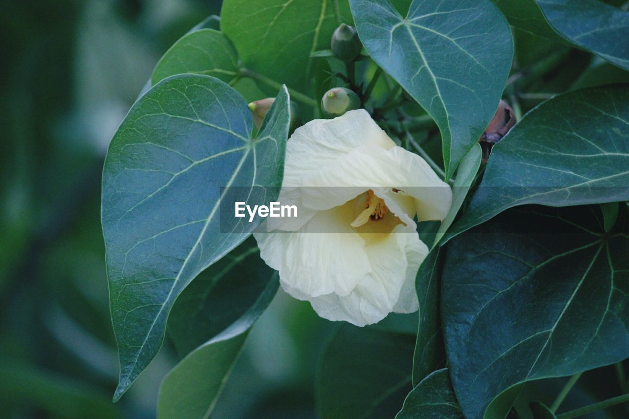 CLOSE-UP OF FLOWER GROWING OUTDOORS