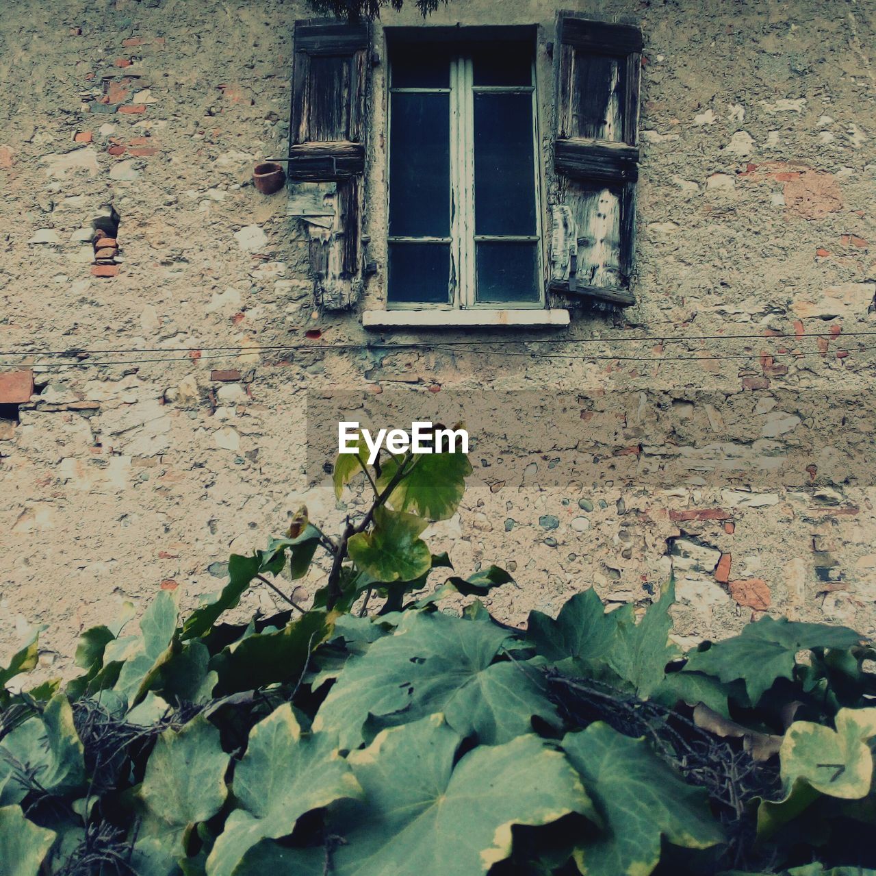 Plants growing in abandoned house