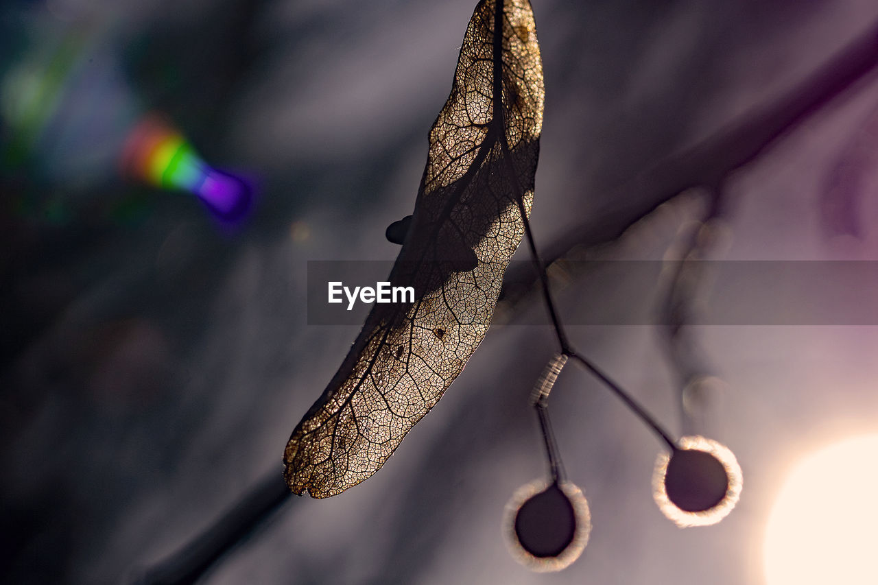 CLOSE-UP OF BUTTERFLY ON TREE