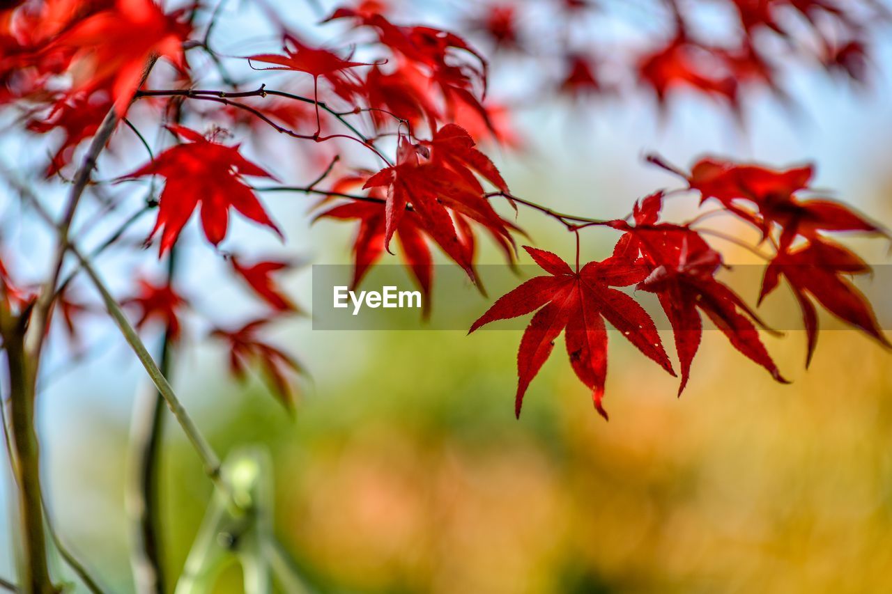 CLOSE-UP OF RED MAPLE LEAVES ON TREE