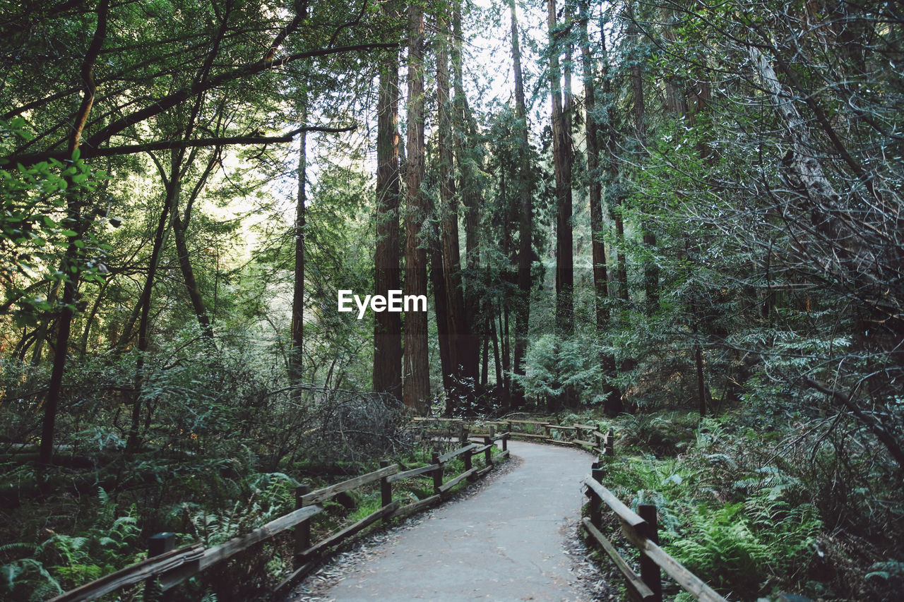 Walkway amidst trees at forest