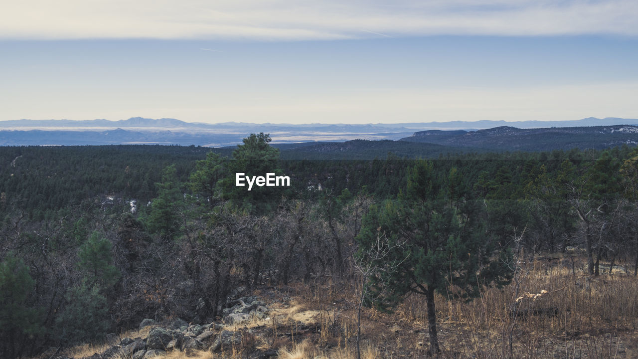 SCENIC VIEW OF TREES ON LANDSCAPE AGAINST SKY