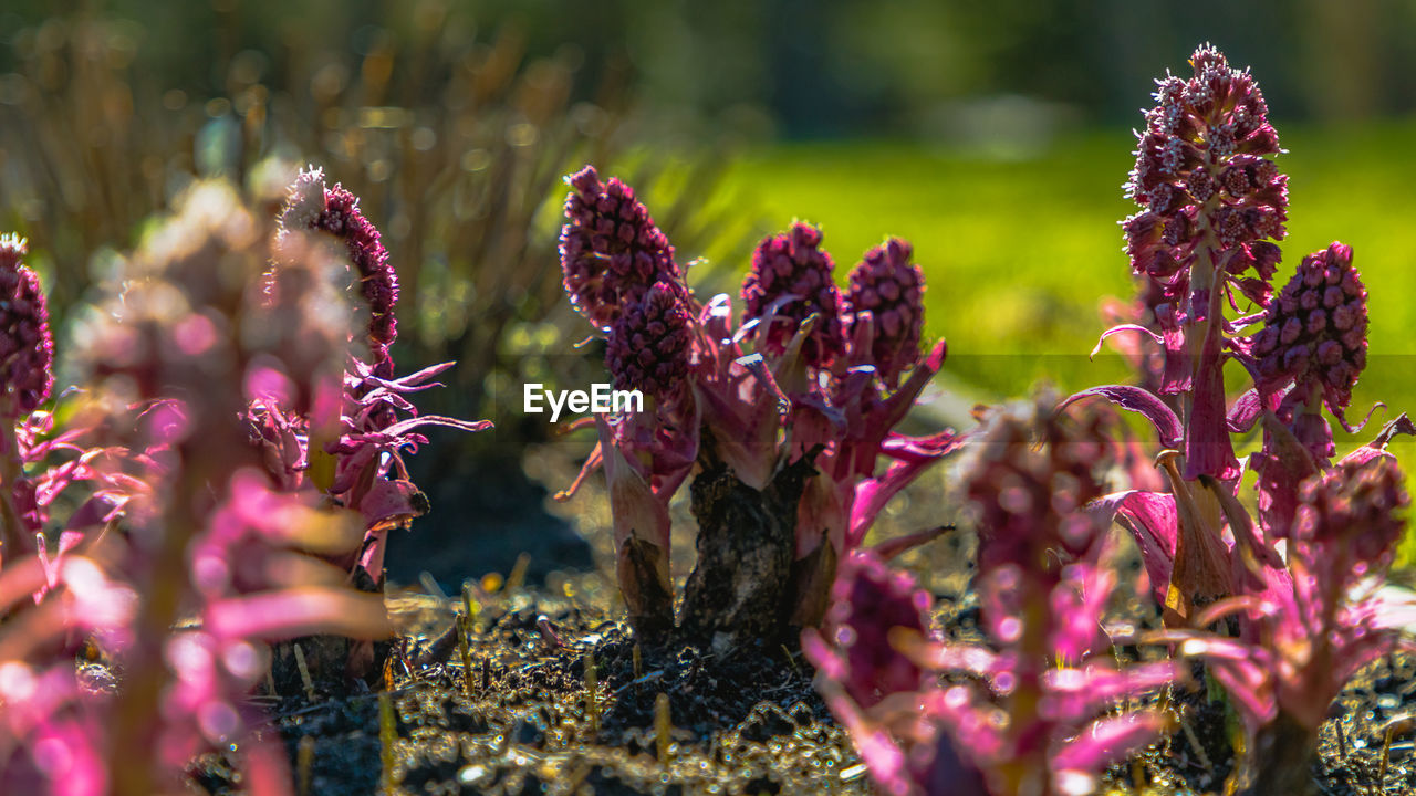 CLOSE-UP OF PURPLE FLOWER PLANTS