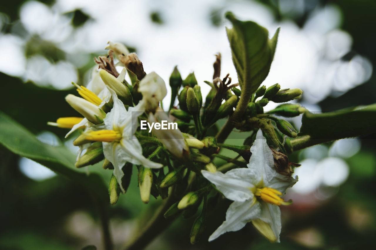 Nature Winter Green Color Pine Tree Close-up Pinaceae No People Plant Flower Outdoors Cold Temperature Beauty In Nature Snow Day Fragility Growth Tree Freshness