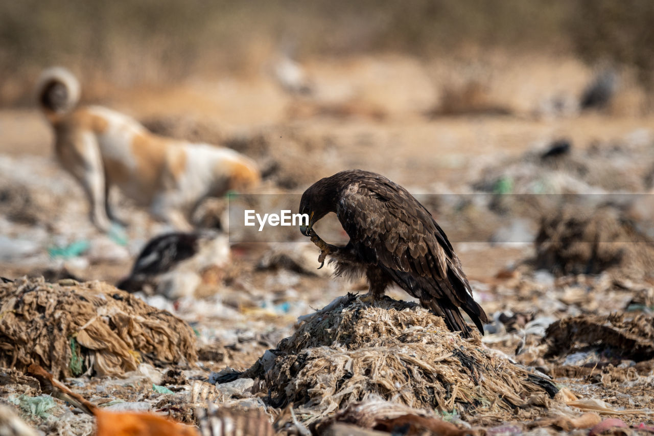 CLOSE-UP OF A BIRD