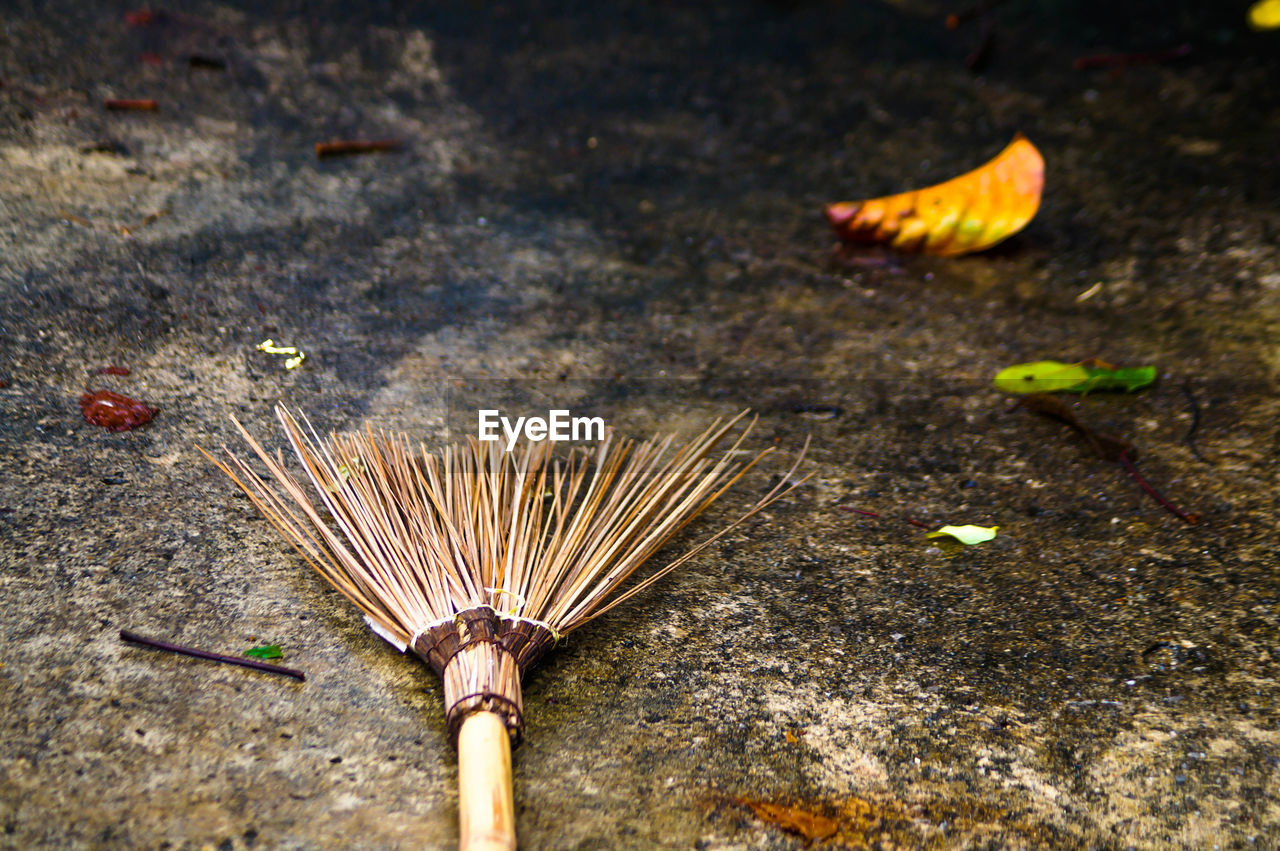 High angle view of dry leaf on ground