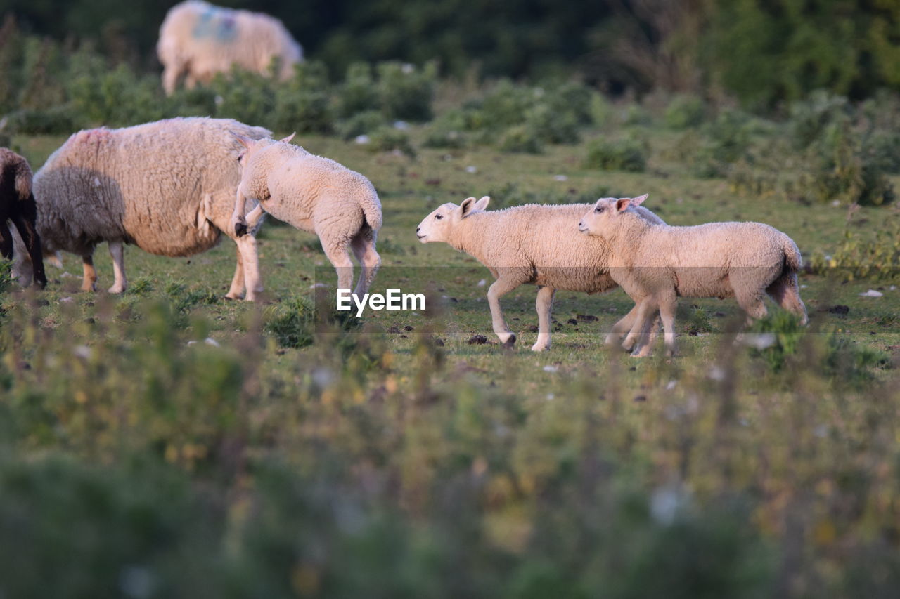 SHEEP IN A FARM