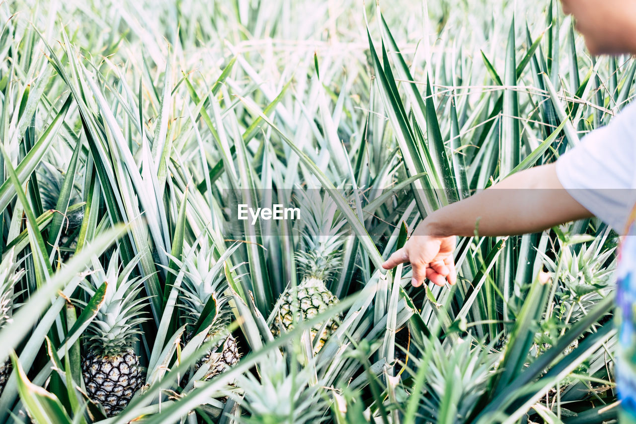 Cropped image of man pointing at pineapples growing on field