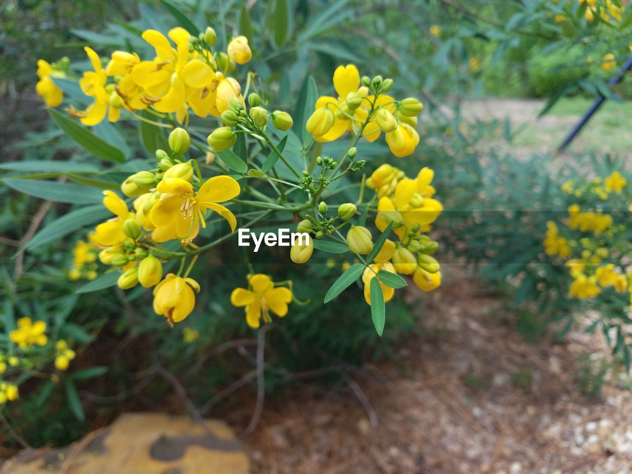 CLOSE-UP OF YELLOW FLOWERS