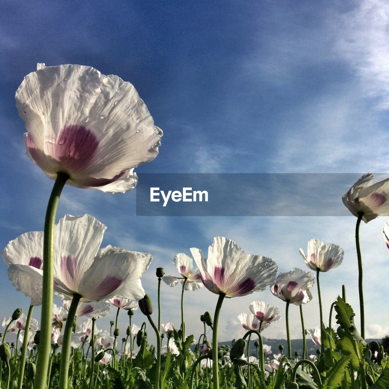 Poppies blooming on field against sky