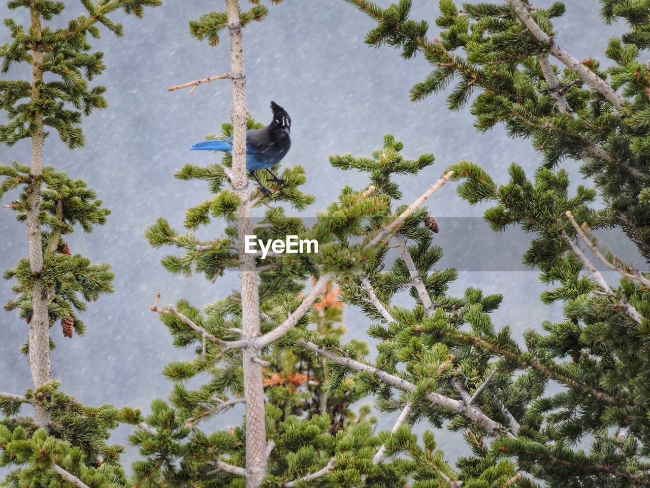 BIRD PERCHING ON TREE IN WINTER