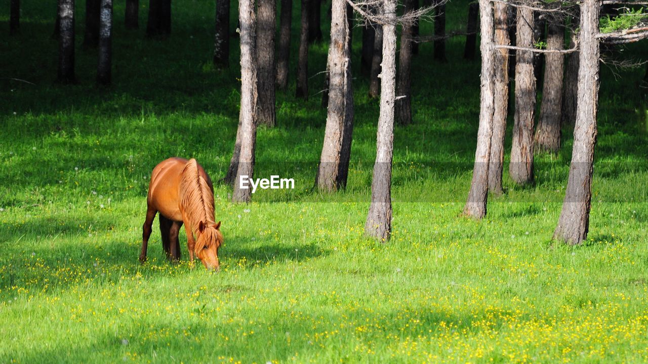 Horse grazing on grassy field