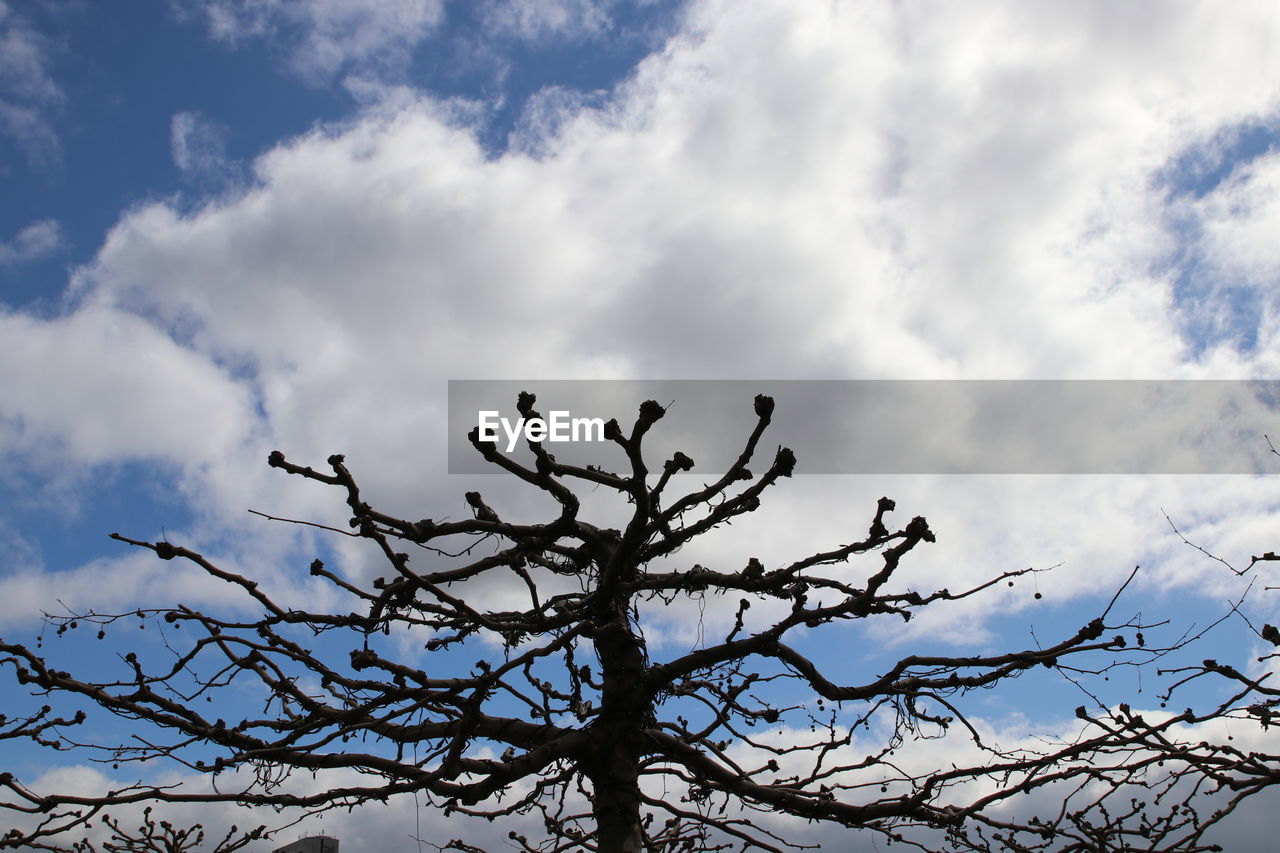 LOW-ANGLE VIEW OF TREE AGAINST SKY