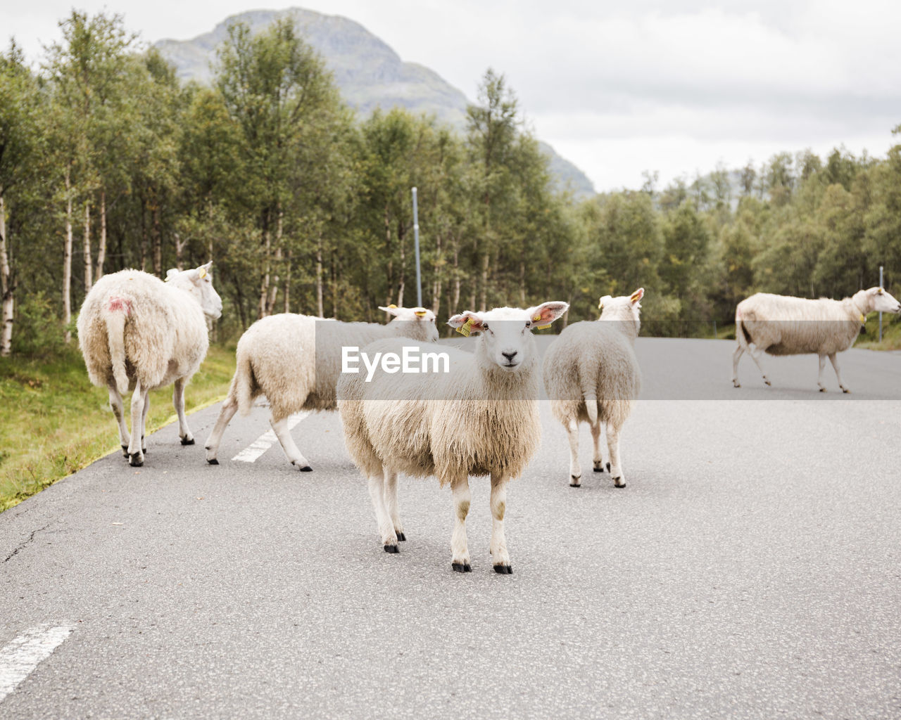 View of sheep on the road