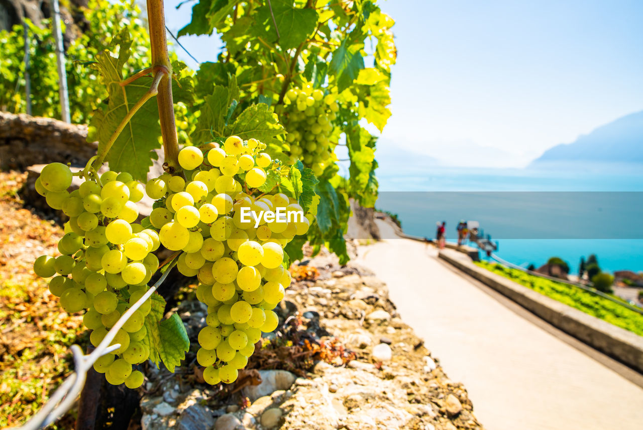 Vineyards on lake geneva, excursions and itineraries among the vineyards, panorama on lake geneva.