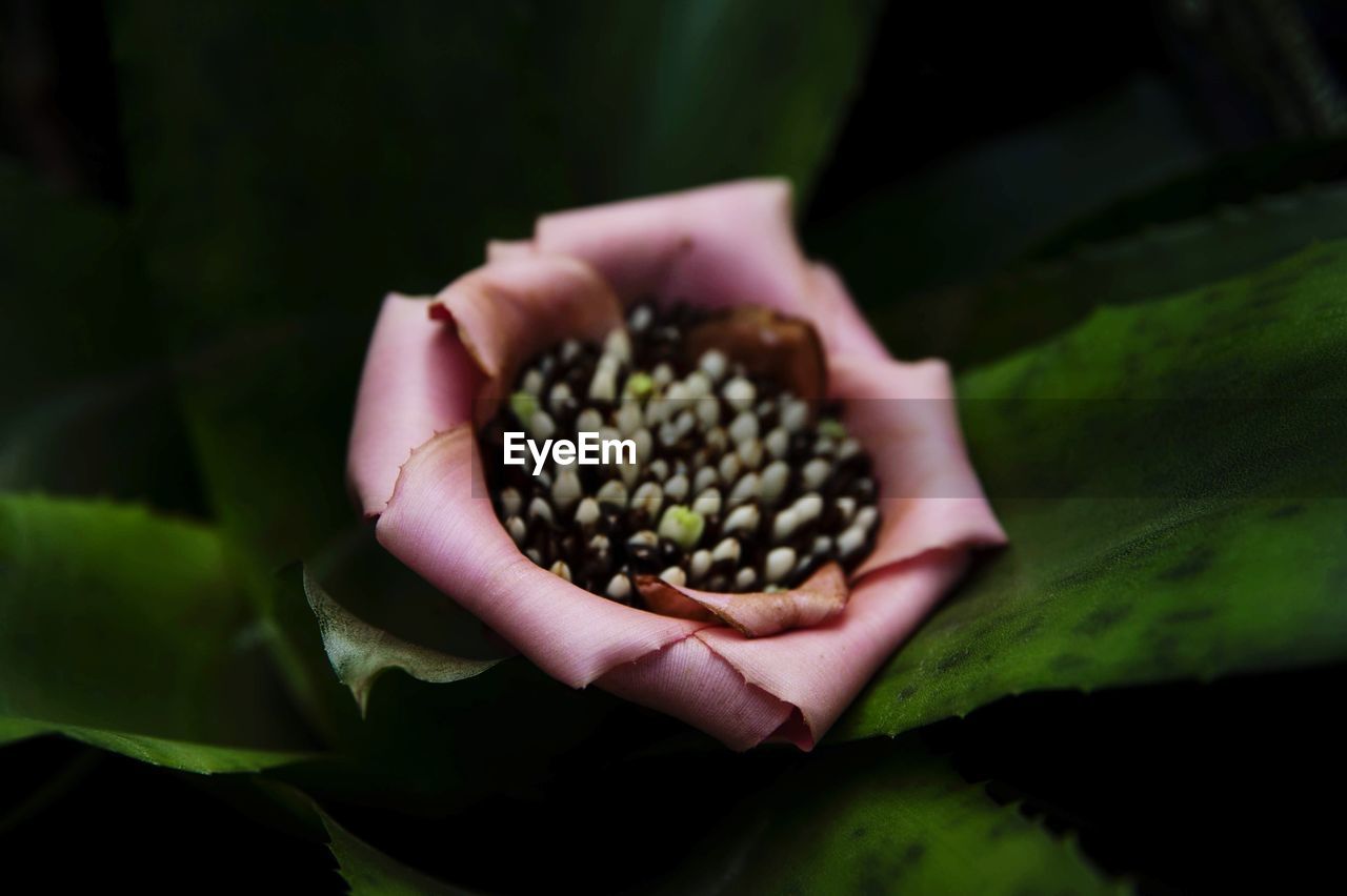 Close-up of hand holding plant