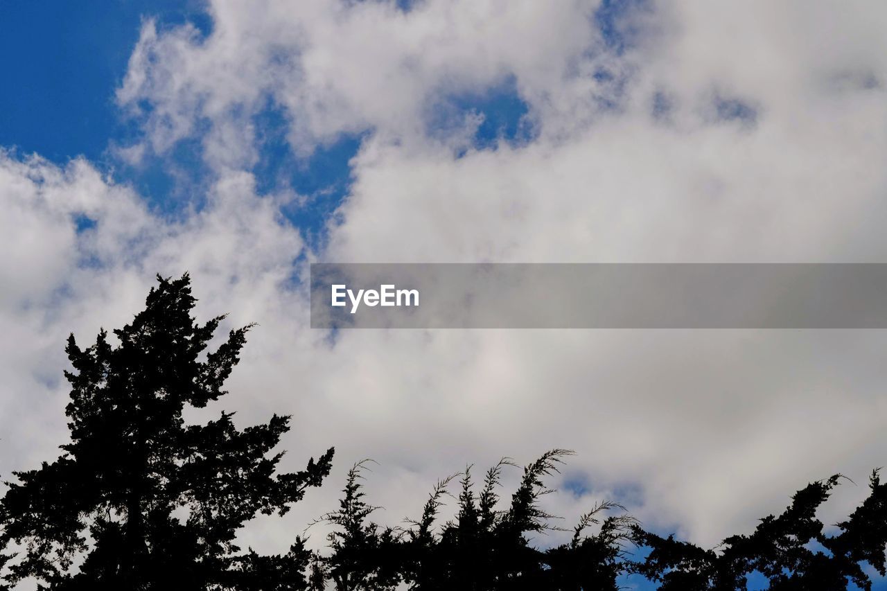 LOW ANGLE VIEW OF SILHOUETTE TREES AGAINST SKY