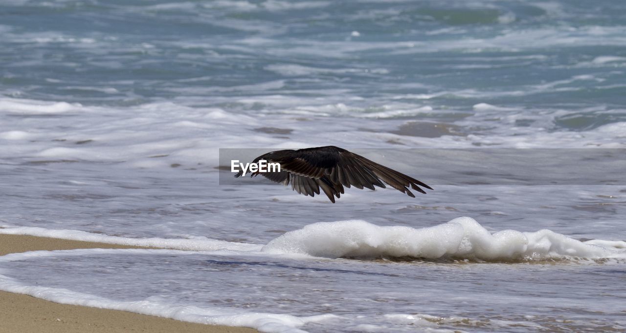 Bird flying over sea