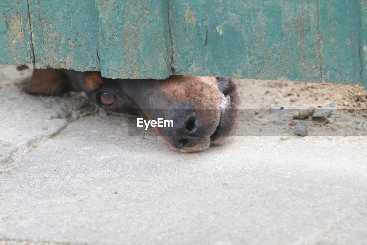 Dog peering under door