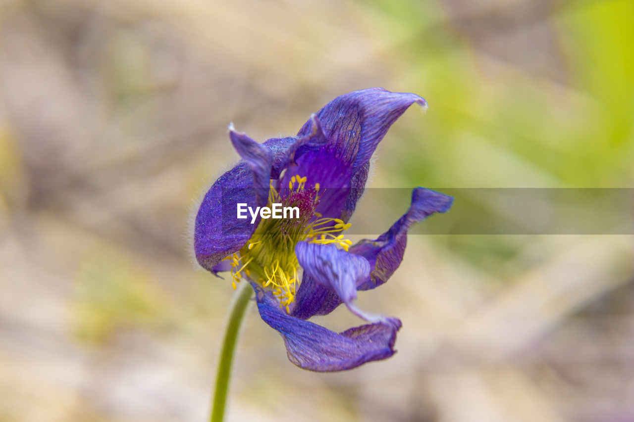 close-up of purple crocus flower