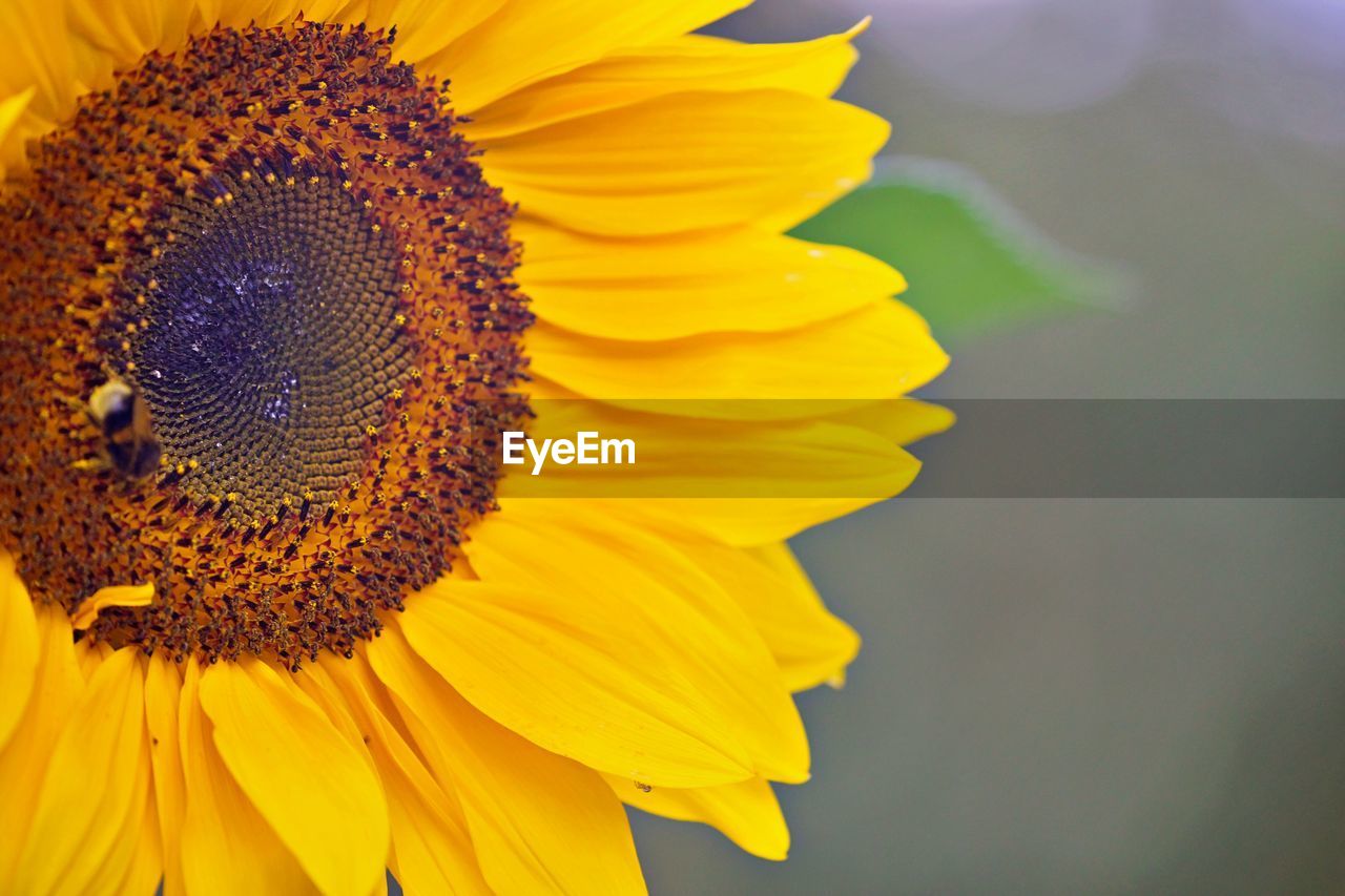 CLOSE-UP OF SUNFLOWER IN BLOOM