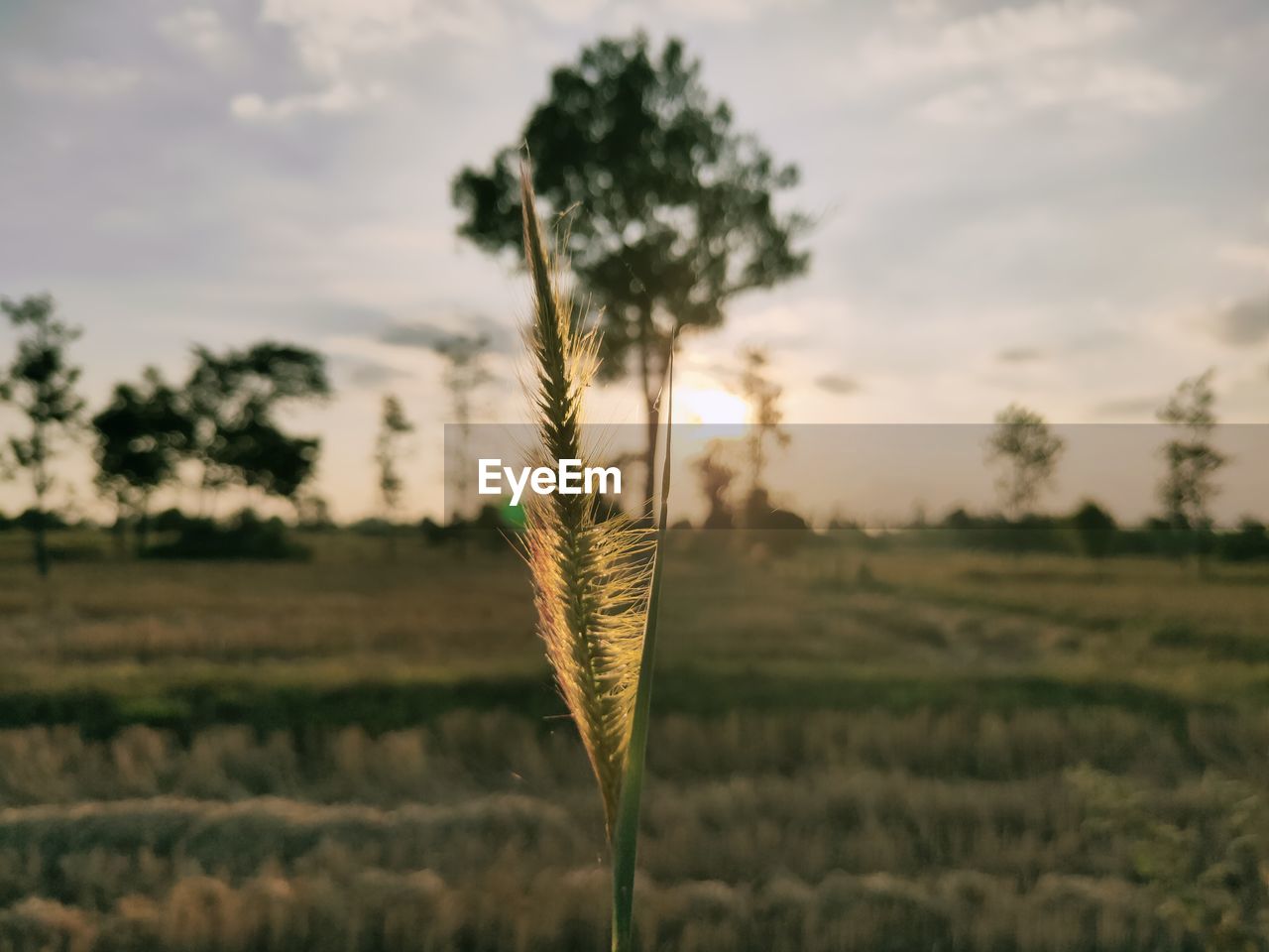 Close-up of stalks in field against sky