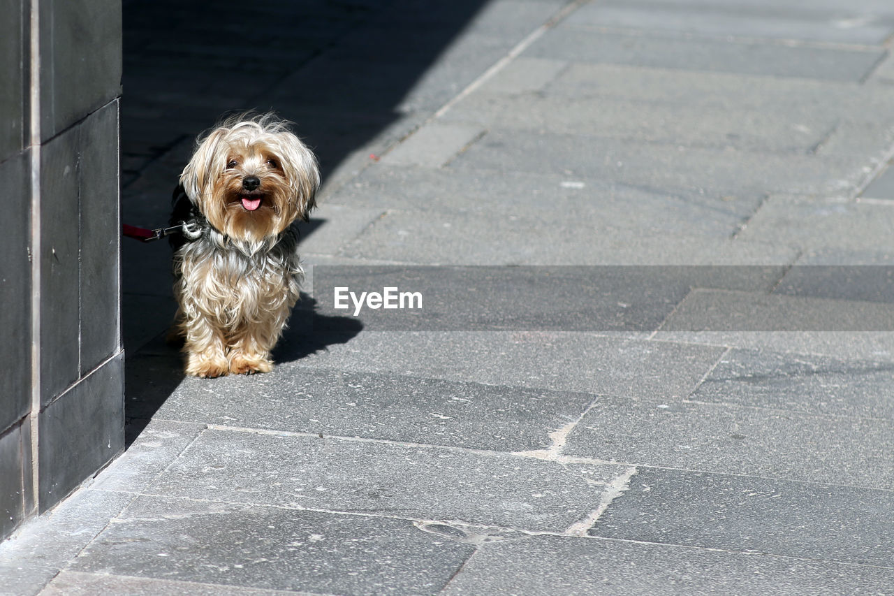 HIGH ANGLE VIEW PORTRAIT OF DOG ON FOOTPATH