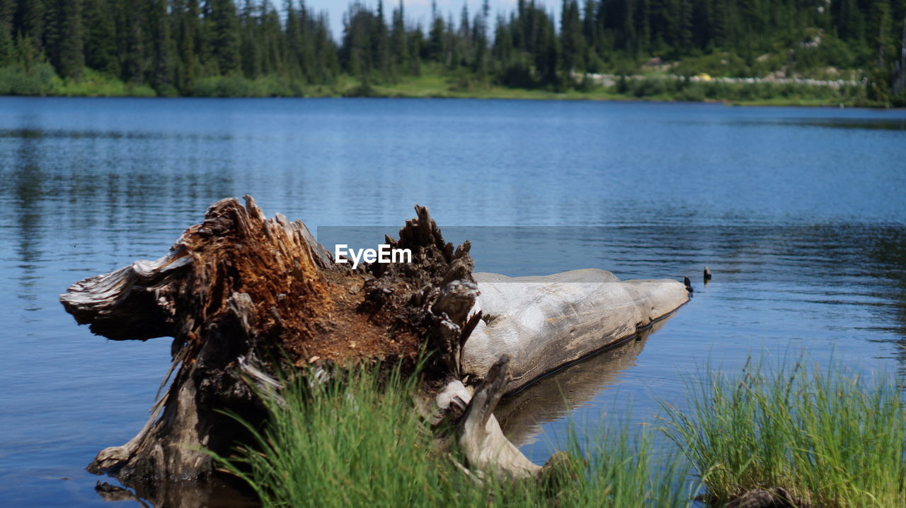 VIEW OF A DUCK IN LAKE