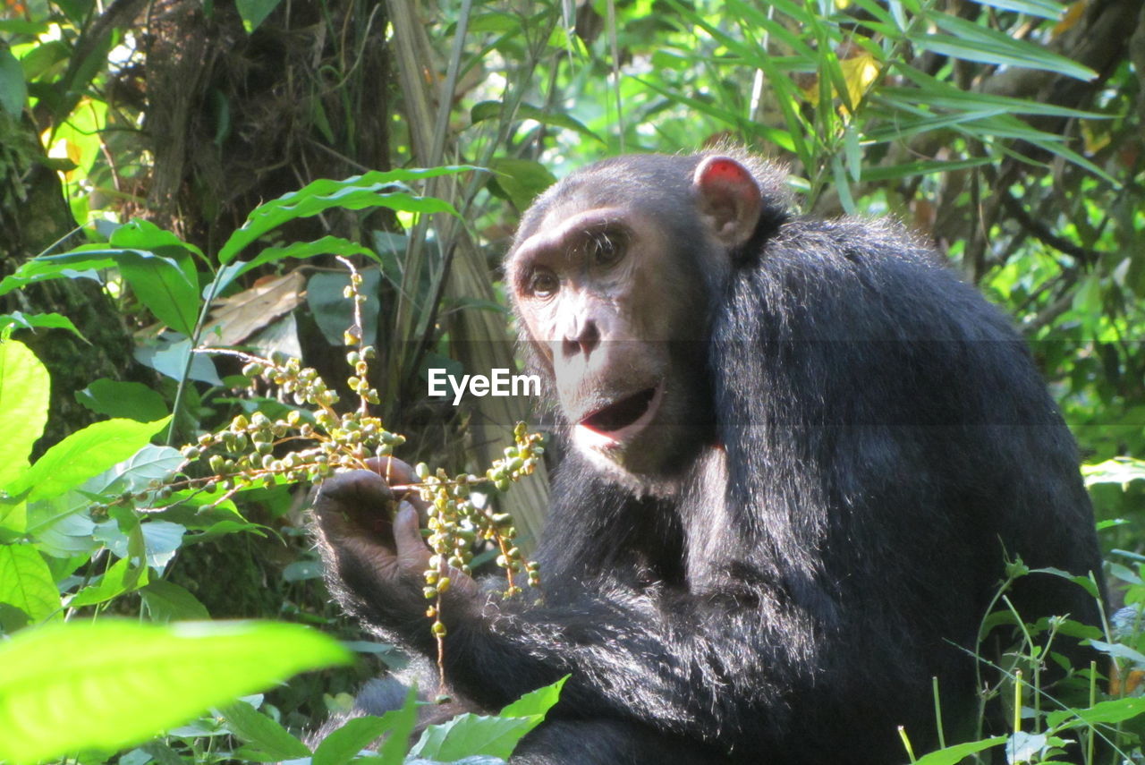 VIEW OF MONKEY IN FOREST