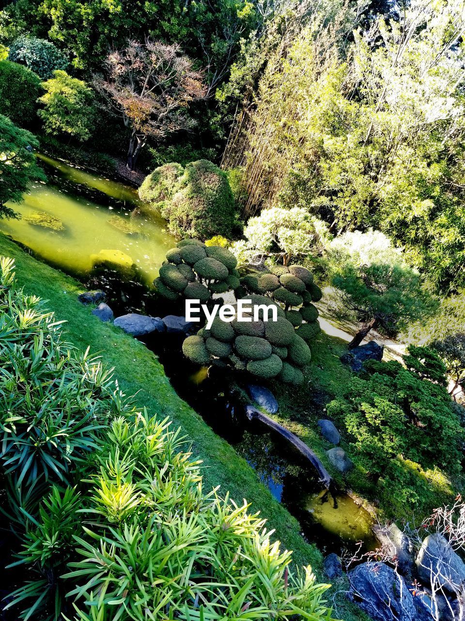HIGH ANGLE VIEW OF PLANTS AND ROCKS IN WATER