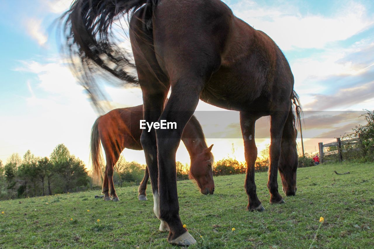 HORSE STANDING ON FIELD