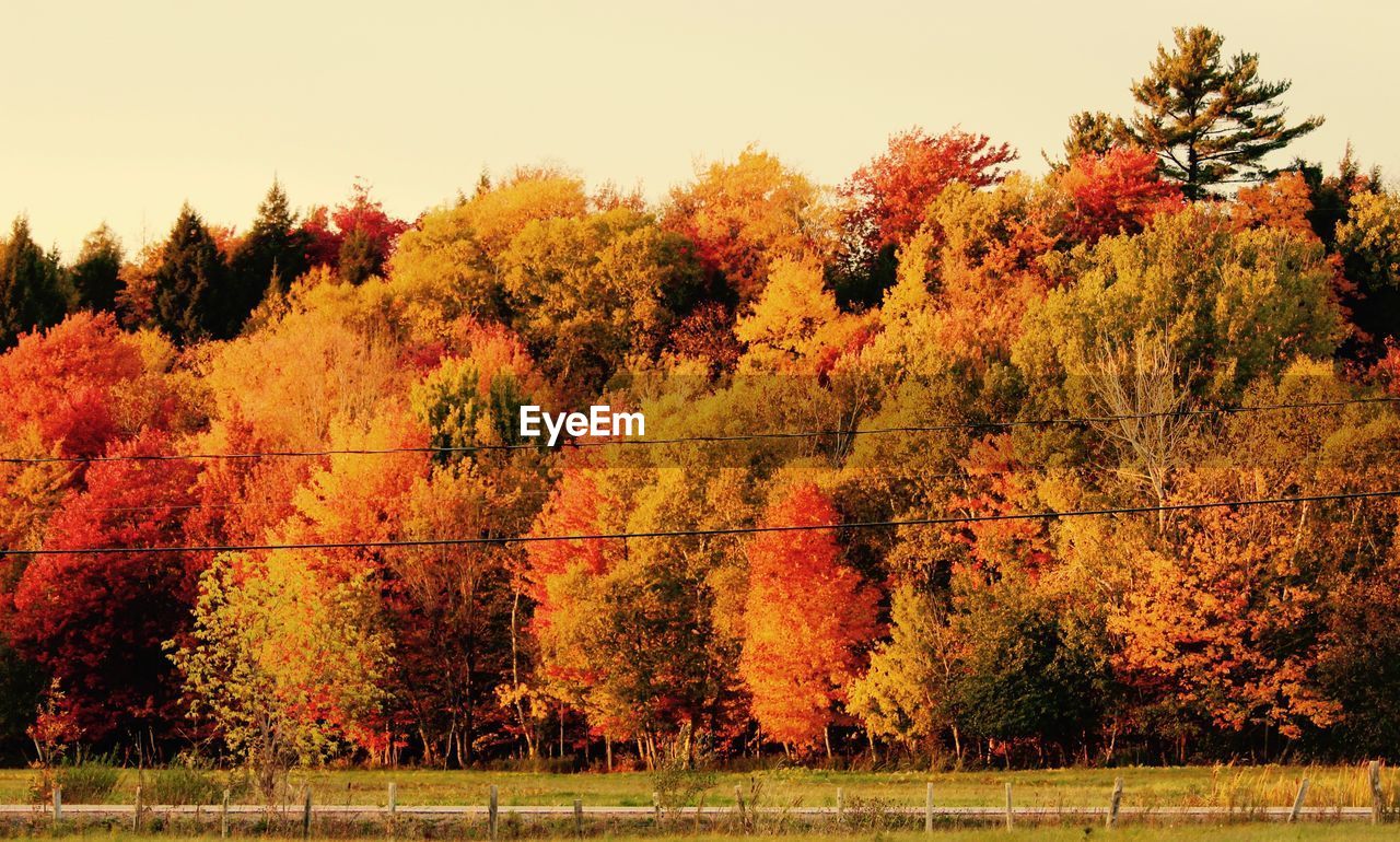 Trees against sky during autumn