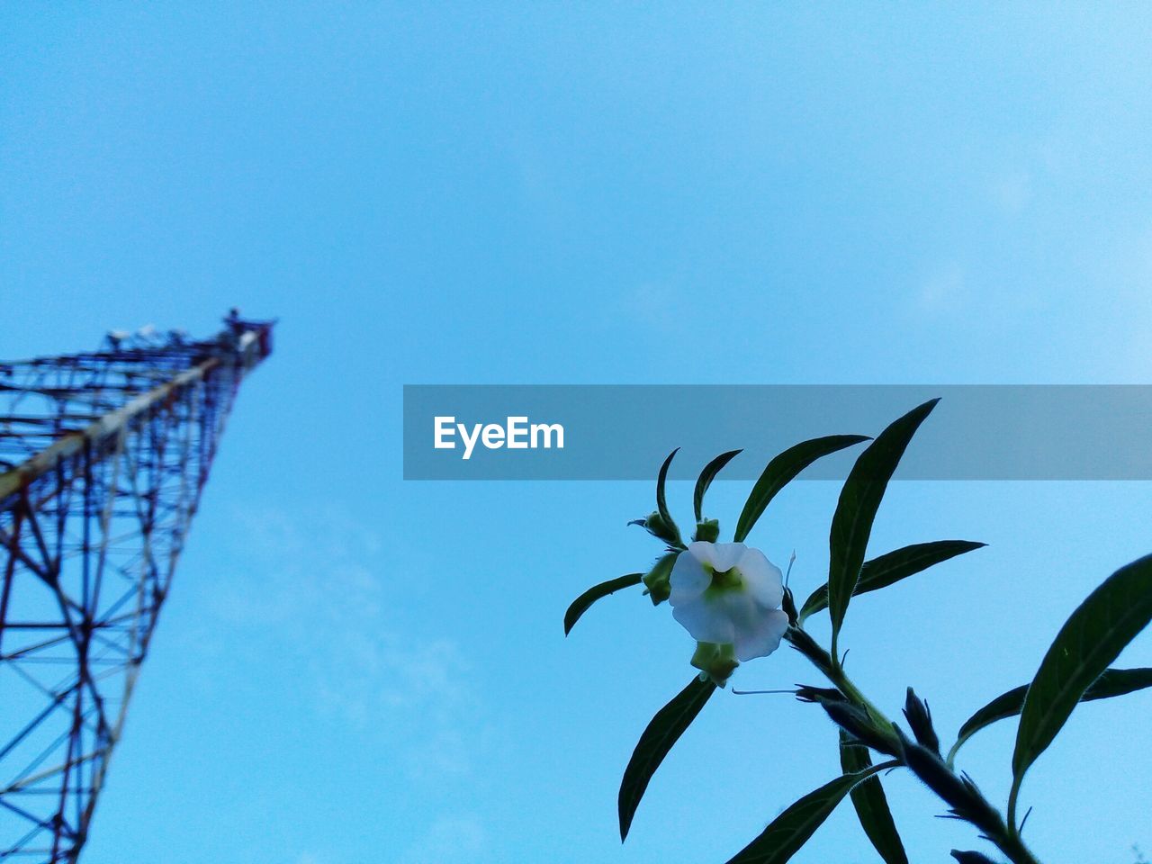 Low angle view of plants against clear blue sky